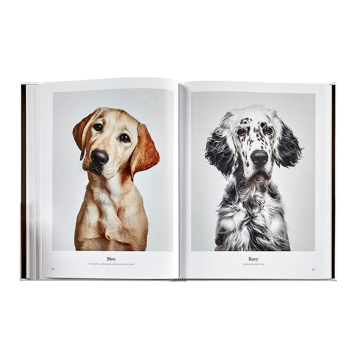 Good Dog / Hand Bound Leather Book - Image 3